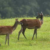 Čakanie na kráľa.