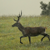 Šestorák na výlete.