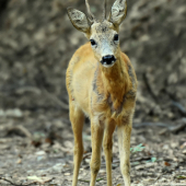 Stretko na zvážnici.