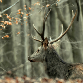 Zahľadený mladík.