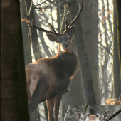 Jednooký po 10-tich mesiacoch.