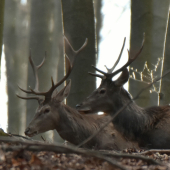 V protisvetle na hrebeni.