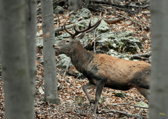 Pod skalami.