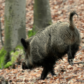 Na prednej náprave.