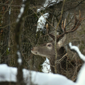 Za snehovou perinou.