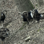 Stretnutie s muflónmi.