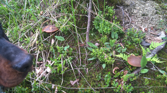 Riečnica-Majeríčka