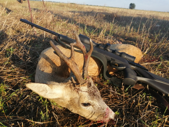 Srnčia ruja