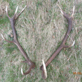 večerná prechádzka