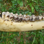 Jeleň 5r