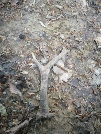 Starší ale potešil