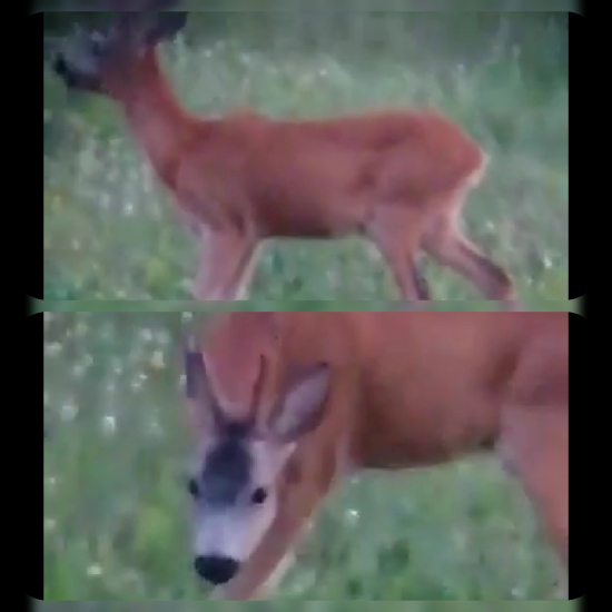 Váš odhad veku?