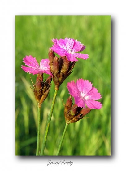 klinček kartuziánsky