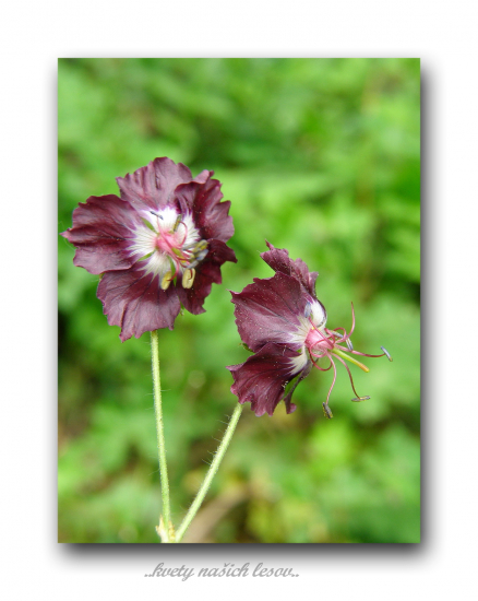 pakost hnedočervený