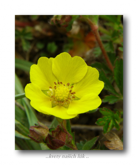 nátržnik piesočný