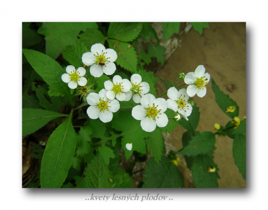 jahoda lesná