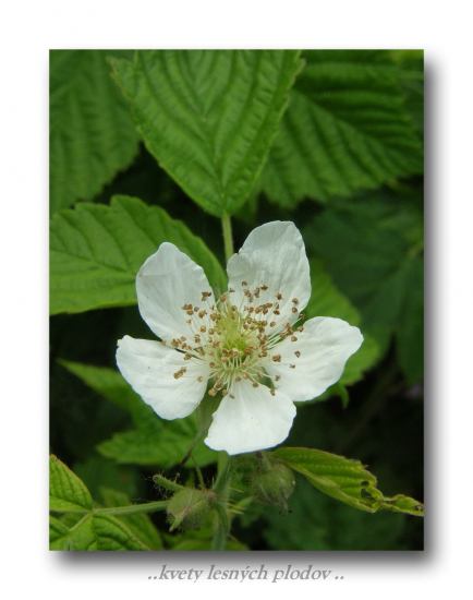 ostružina malinová