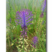 Leopoldia chochlatá