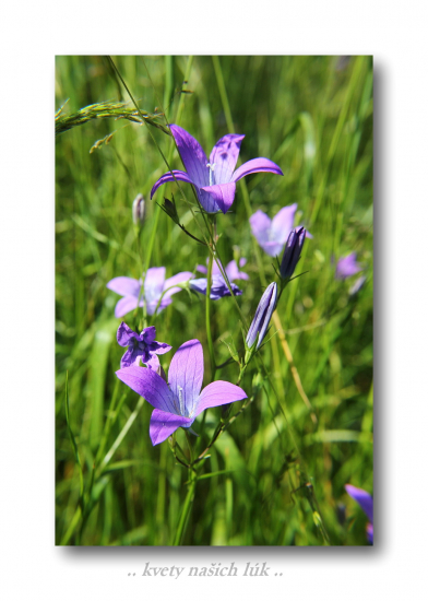 zvonček konáristý