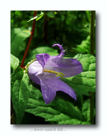 zvonček pŕhľavolistý