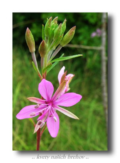 kyprina štrkovisková