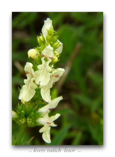 čistec rovný../Stachys recta/