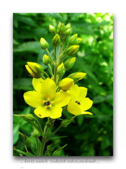 čerkáč obyčajný