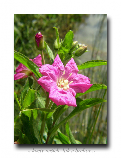 vrbovka chlpatá /Epilobium hirsutum /