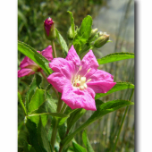 vrbovka chlpatá /Epilobium hirsutum /