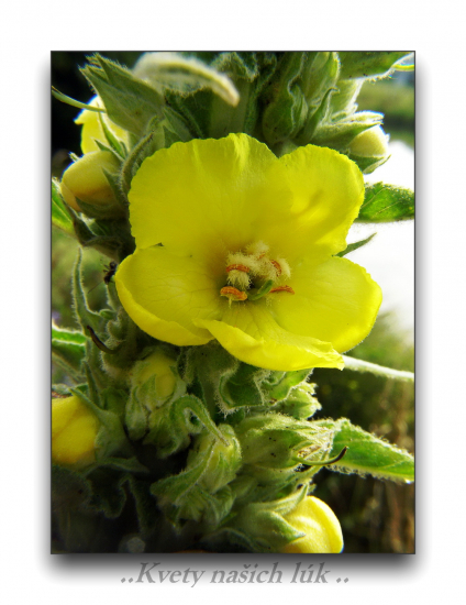 Divozel veľkokvetý