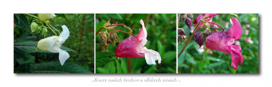 Netýkavka žliazkatá