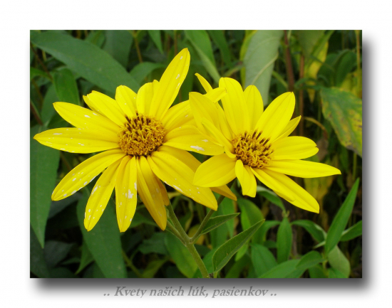 Slnečnica hľuznatá