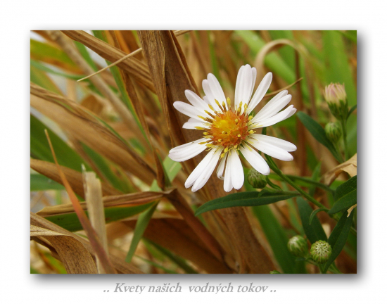 Astra kopijovitolistá