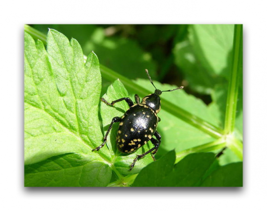 Tvrdoň deväťsilový