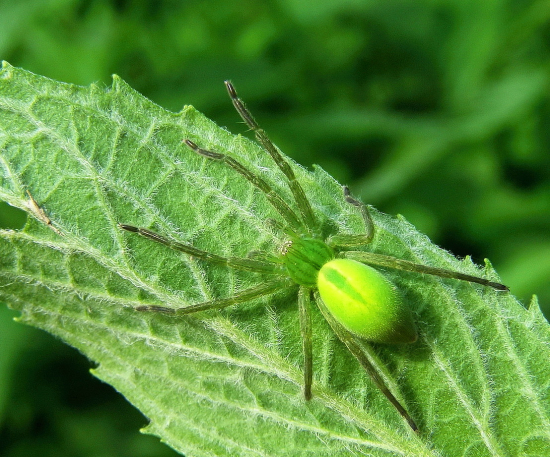 Maloočka smaragdová
