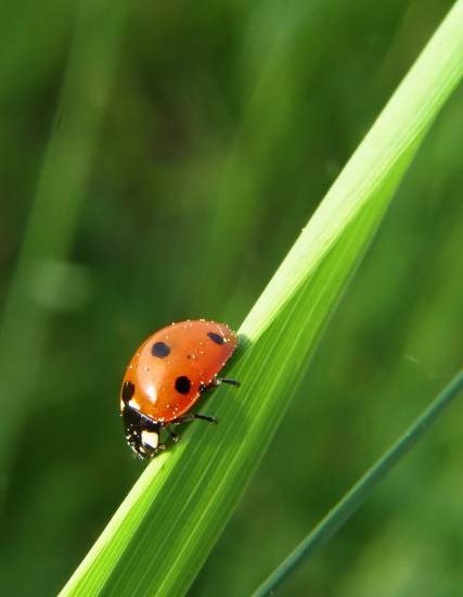 lienka sedem-bodková