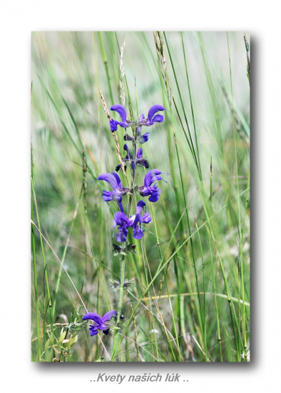 šalvia lúčna