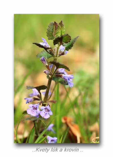 Zádušnik brečtanovitý