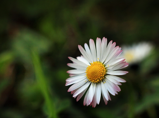 sedmokráska obyčajná