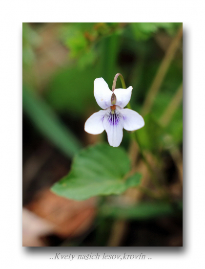 fialka voňavá..biela