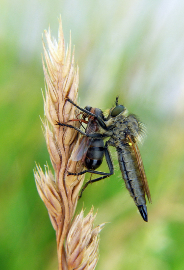 muchárka s korisťou
