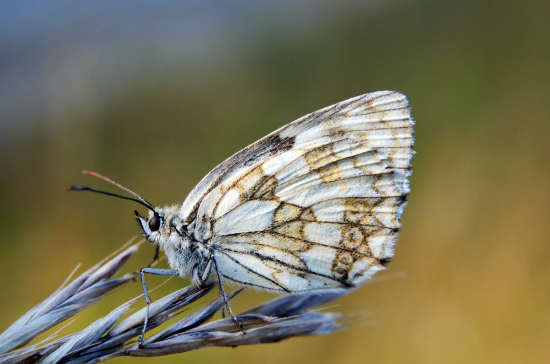 očkáň timotejkový