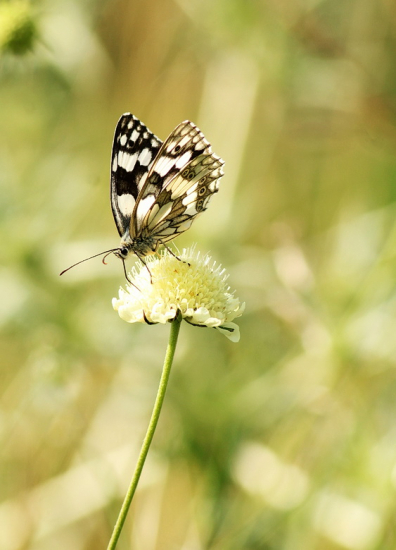 očkáň timotejkový
