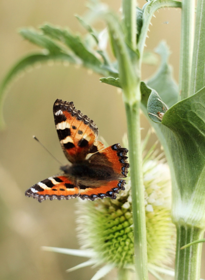 Babôčka pŕhľavová
