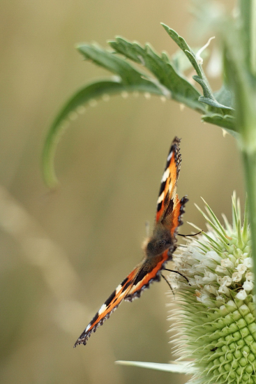babôčka pŕhlavová