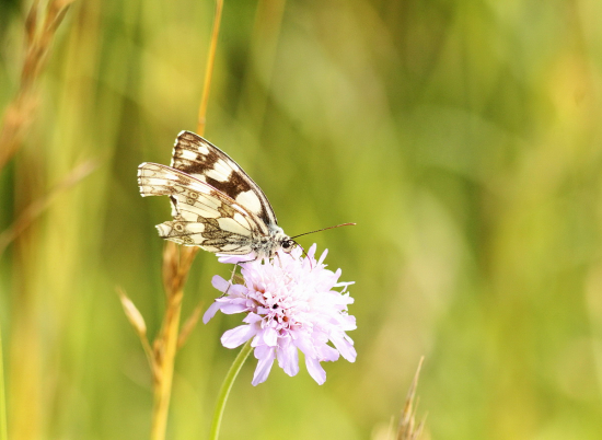 očkáň timotejkový