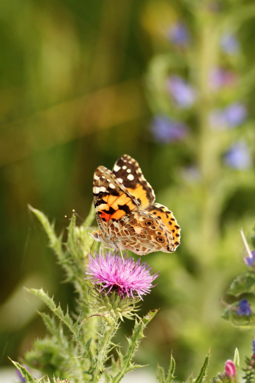 babôčka bodliaková