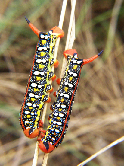 lišaj mliečnikový