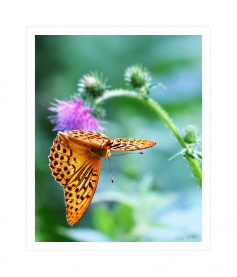 Perlovec striebristopásavý