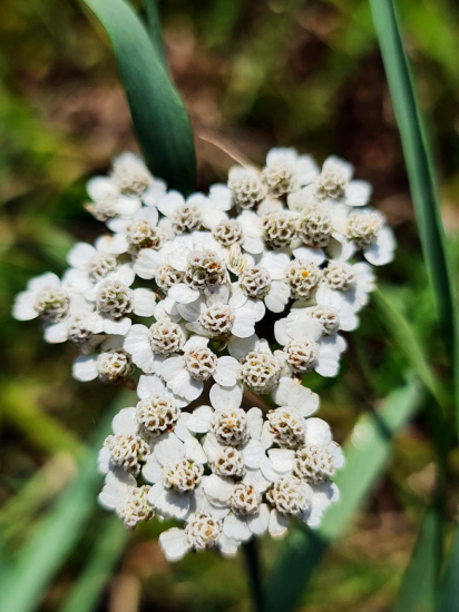 rebríček obyčajný